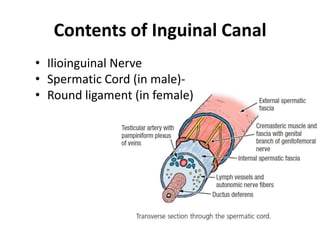 Contents of Inguinal Canal
• Ilioinguinal Nerve
• Spermatic Cord (in male)-
• Round ligament (in female)
 