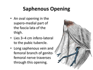 Saphenous Opening
• An oval opening in the
  supero-medial part of
  the fascia lata of the
  thigh.
• Lies 3–4 cm infero-lateral
  to the pubic tubercle.
• Long saphenous vein and
  femoral branch of genito-
  femoral nerve traverses
  through this opening.
 