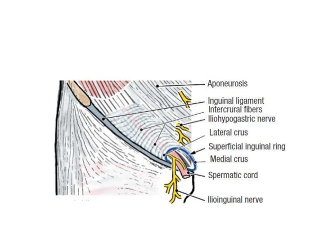 Superficial Inguinal Ring Nerve Superficial Inguinal Ring Nerve