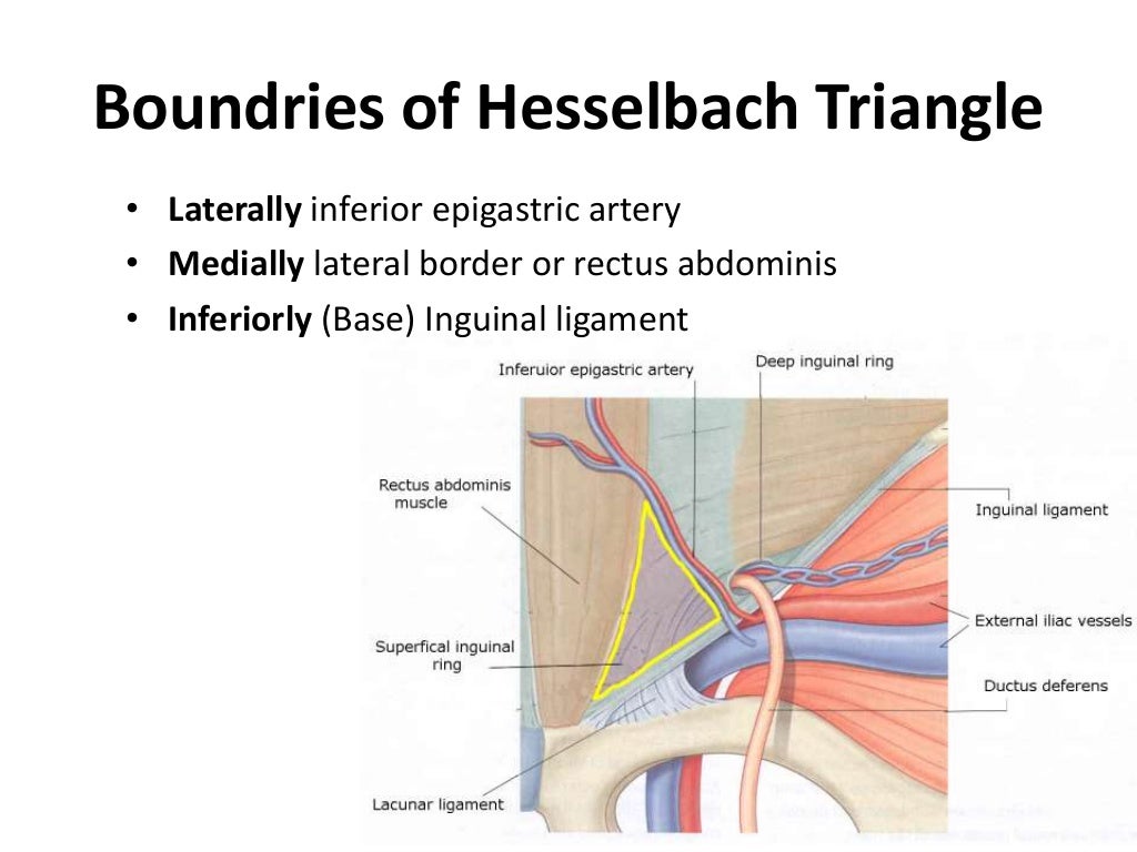 Femoral muscle