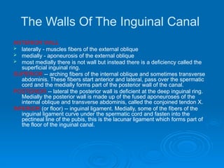 The Walls Of The Inguinal Canal
ANTERIOR WALL
 laterally - muscles fibers of the external oblique
 medially - aponeurosis of the external oblique
 most medially there is not wall but instead there is a deficiency called the
superficial inguinal ring.
SUPERIOR -- arching fibers of the internal oblique and sometimes transverse
abdominis. These fibers start anterior and lateral, pass over the spermatic
cord and the medially forms part of the posterior wall of the canal.
POSTERIOR -- lateral the posterior wall is deficient at the deep inguinal ring.
Medially the posterior wall is made up of the fused aponeuroses of the
internal oblique and transverse abdominis, called the conjoined tendon X.
INFERIOR (or floor) -- inguinal ligament. Medially, some of the fibers of the
inguinal ligament curve under the spermatic cord and fasten into the
pectineal line of the pubis, this is the lacunar ligament which forms part of
the floor of the inguinal canal.
 