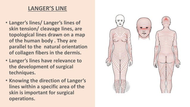 What Is Incision Line SURGICAL INCISIONS ON ABDOMINAL WALL | PDF
