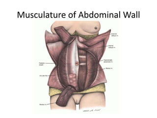Musculature of Abdominal Wall
 