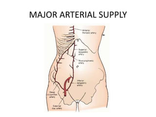 MAJOR ARTERIAL SUPPLY
 