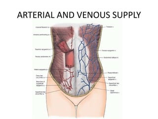 ARTERIAL AND VENOUS SUPPLY
 