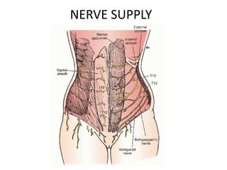 NERVE SUPPLY
 