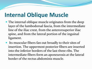 Internal Oblique Muscle
 The internal oblique muscle originates from the deep
layer of the lumbodorsal fascia, from the i...