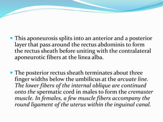  This aponeurosis splits into an anterior and a posterior
layer that pass around the rectus abdominis to form
the rectus ...