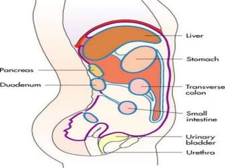 • Upper Peritoneal cavity
Covered by lower aspect of bony thorax. Includes Diaphragm, Liver,
Spleen, Stomach, Transverse colon.
• Lower Peritoneal cavity:
Small bowel Ascending and Descending colon, Sigmoid colon
• Retroperitoneal space:
A Potential space Behind “true” abdominal cavity
Abdominal Aorta, Inferior vena cava, Parts of Duodenum, Pancreas,
kidneys, Ureters and posterior aspects of Ascending and Descending
colons
• Pelvic cavity:
Rectum, Bladder, iliac vessels and Internal genitalia in women.
 