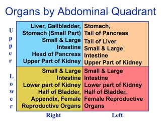Organs by Abdominal Quadrant
Small & Large
Intestine
Lower part of Kidney
Half of Bladder,
Female Reproductive
Organs
Small & Large
Intestine
Lower part of Kidney
Half of Bladder,
Appendix, Female
Reproductive Organs
Stomach,
Tail of Pancreas
Tail of Liver
Small & Large
Intestine
Upper Part of Kidney
Liver, Gallbladder,
Stomach (Small Part)
Small & Large
Intestine
Head of Pancreas
Upper Part of Kidney
U
p
p
e
r
L
o
w
e
r
Right Left
 