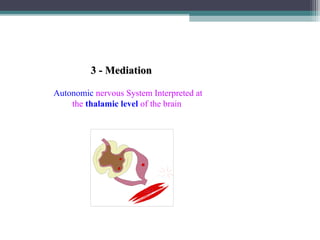3 - Mediation
Autonomic nervous System Interpreted at
the thalamic level of the brain

 