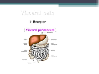 Visceral pain
1- Receptor
( Visceral peritoneum )

 