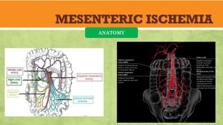 MESENTERIC ISCHEMIA
ANATOMY
 