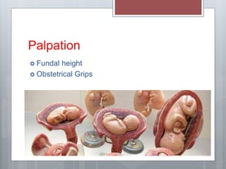 Palpation
 Fundal height
 Obstetrical Grips
 