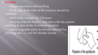  Scrotum
- Shape, symmetry and swelling
- ln all cases both sides of the scrotum should be
palpated
- Back of the scrotum for T.B sinus
- Starting with the healthy side, first with the patient
standing & then in the recumbent position
- tunica vaginalis (early hydrocele detected by
pinching test. i.e. you feel double layers)
 