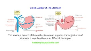 Blood Supply Of The Stomach
The smallest branch of the coeliac trunk and supplies the largest area of
stomach. It supplies the upper 2/3rd of the organ.
AnatomyStudyGuide.com
 