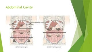 Abdominal trauma Powerpoint in paramedics | PPTX
