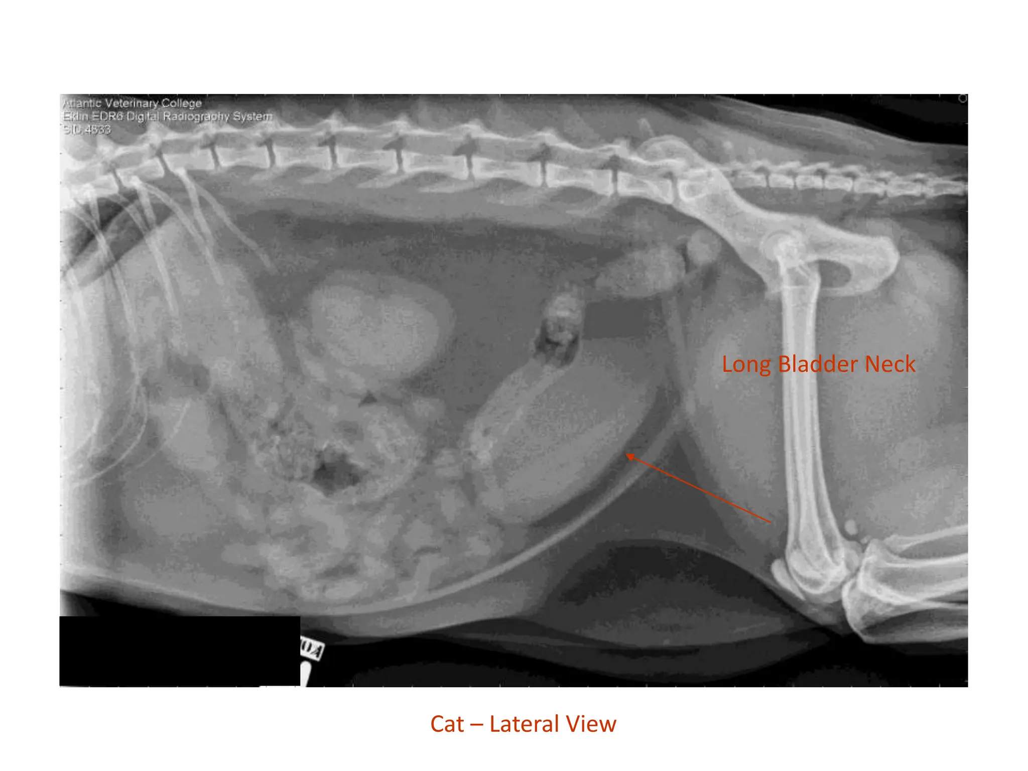 abdominal radiography with its pectoral demonstration.pptx