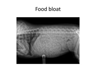 abdominal radiography with its pectoral demonstration.pptx