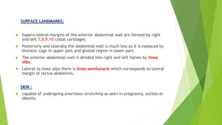 SURFACE LANDMARKS:
 Supero-lateral margins of the anterior abdominal wall are formed by right
and left 7,8,9,10 costal cartilages.
 Posteriorly and laterally the abdominal wall is much less as it is replaced by
thoracic cage in upper part and gluteal region in lower part.
 The anterior abdominal wall is divided into right and left halves by linea
alba.
 Lateral to linea alba there is linea semilunaris which corresponds to lateral
margin of rectus abdominis.
SKIN :
 capable of undergoing enormous stretching as seen in pregnancy, ascites or
obesity.
 
