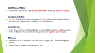 SUPERFICIAL FASCIA:
 Divided into superficial fatty (fascia of Camper) and deep (fascia of Scarpa)
CUTANEOUS NERVE:
 T7- T11, ilio-inguinal and ilio-hypogastric (T12-L1) enter the abdominal wall
through inter-coastal spaces supplies front of abdomen.
LYMPH NODES:
 Above the watershed lines lymphatic run upward to drain into axillary lymph
nodes and below the level of umbilicus drain into inguinal lymph nodes.
MUSCLES:
 Abdominal muscle provide a firm but elastic support for the viscera against
gravity.
 It helps in all expulsive and expiratory acts.
 