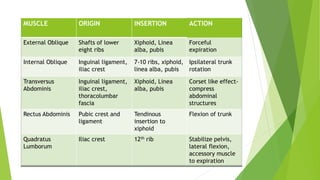 MUSCLE ORIGIN INSERTION ACTION
External Oblique Shafts of lower
eight ribs
Xiphoid, Linea
alba, pubis
Forceful
expiration
Internal Oblique Inguinal ligament,
iliac crest
7-10 ribs, xiphoid,
linea alba, pubis
Ipsilateral trunk
rotation
Transversus
Abdominis
Inguinal ligament,
iliac crest,
thoracolumbar
fascia
Xiphoid, Linea
alba, pubis
Corset like effect-
compress
abdominal
structures
Rectus Abdominis Pubic crest and
ligament
Tendinous
insertion to
xiphoid
Flexion of trunk
Quadratus
Lumborum
Iliac crest 12th rib Stabilize pelvis,
lateral flexion,
accessory muscle
to expiration
 