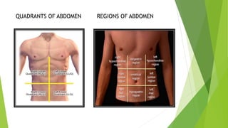 QUADRANTS OF ABDOMEN REGIONS OF ABDOMEN
 