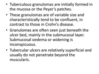 • Tuberculous granulomas are initially formed in
the mucosa or the Peyer’s patches.
• These granulomas are of variable size and
characteristically tend to be confluent, in
contrast to those in Crohn’s disease.
• Granulomas are often seen just beneath the
ulcer bed, mainly in the submucosal layer.
Submucosal oedema or widening is
inconspicuous.
• Tubercular ulcers are relatively superficial and
usually do not penetrate beyond the
muscularis.
 