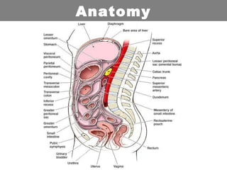 Anatomy
 