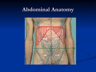 Abdominal Anatomy 