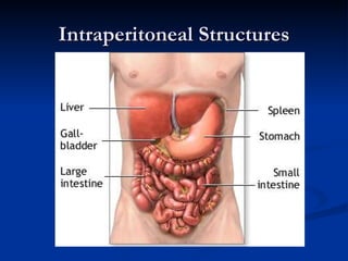 Intraperitoneal Structures 
