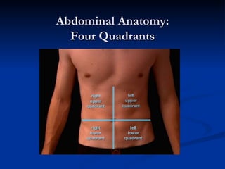 Abdominal Anatomy: Four Quadrants 