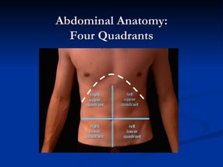 Abdominal Anatomy: Four Quadrants 