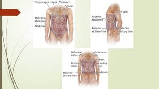 abdominal trauma powerpoint.pptx........ | PPTX