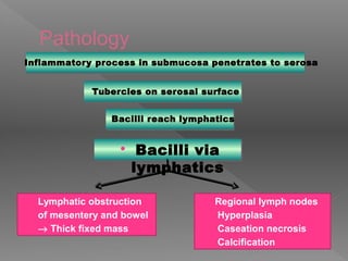 Pathology
Inflammatory process in submucosa penetrates to serosa
Tubercles on serosal surface
Bacilli reach lymphatics
 Lymphatic obstruction
 of mesentery and bowel
  Thick fixed mass
 Regional lymph nodes
 Hyperplasia
 Caseation necrosis
 Calcification
 Bacilli via
lymphatics
 
