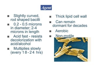Agent
■ Slightly curved,
rod shaped bacilli
■ 0.2 - 0.5 microns
in diameter; 2-4
microns in length
■ Acid fast - resists
decolorization with
acid/alcohol
■ Multiplies slowly
(every 1 8 - 2 4 hrs)
■ Thick lipid cell wall
■ Can remain
dormant for decades
■ Aerobic
■ Non-motile
 