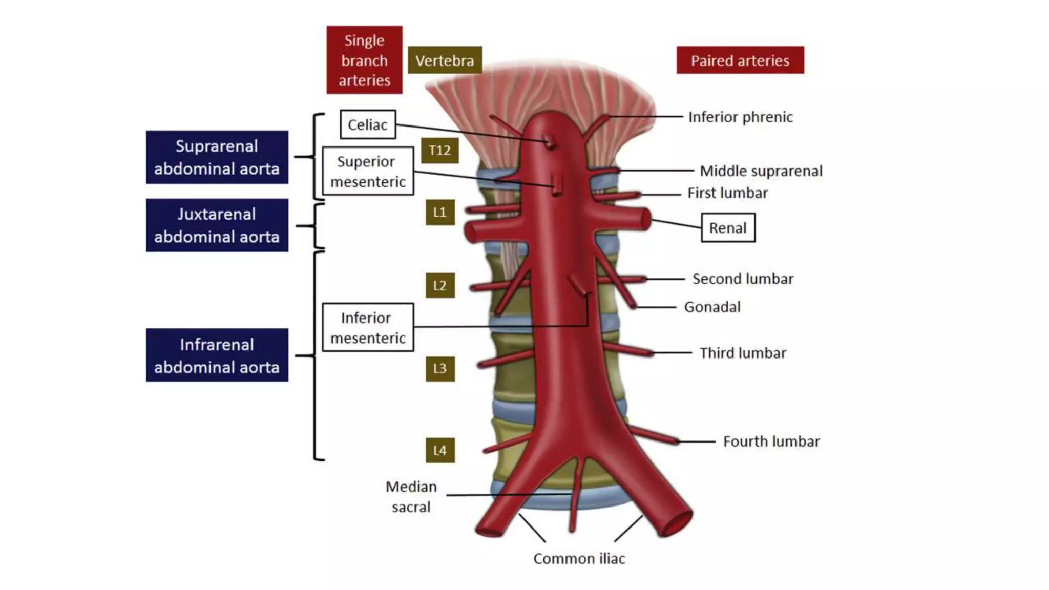 Abdominal vasculature.pptx