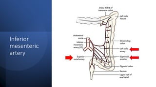 Abdominal vasculature.pptx