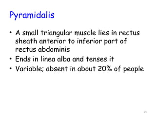 Pyramidils Muscle Abdominal wall.pptx and anatomy slides ep | PPTX