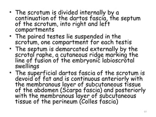 Scrotal Ridge Abdominal wall.pptx and anatomy slides ep | PPTX