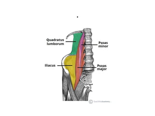 The Posterior Abdominal Wall - Muscles - Fascia - TeachMeAatomy