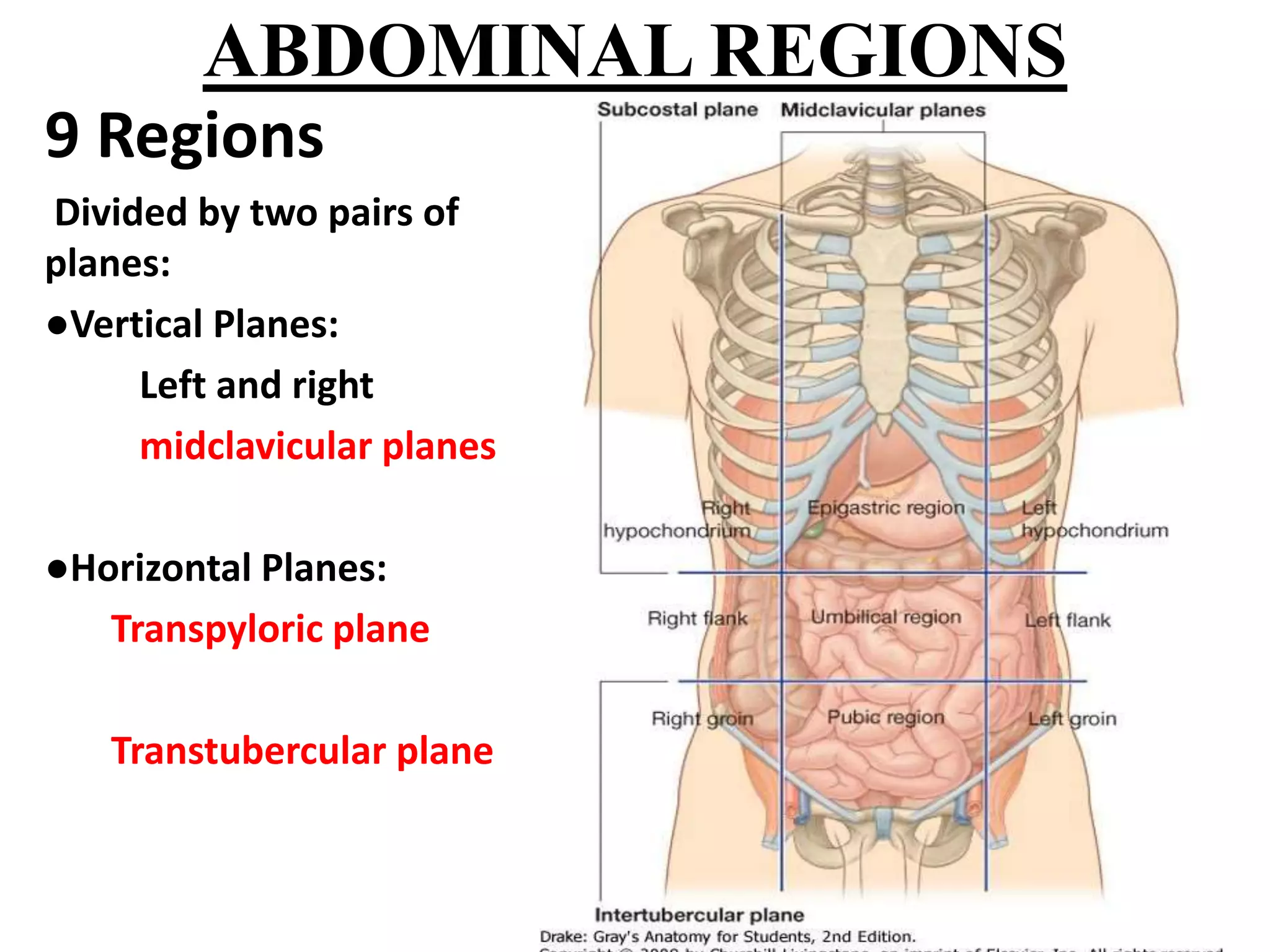 Abdominal wall anatomy and its clinical importance | PPTX