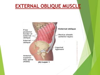 Muscles In Side ABDOMINAL WALL ANATOMY.pptx