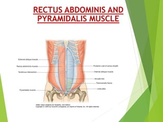 Pyramidalis Muscle Module ABDOMINAL WALL ANATOMY.pptx