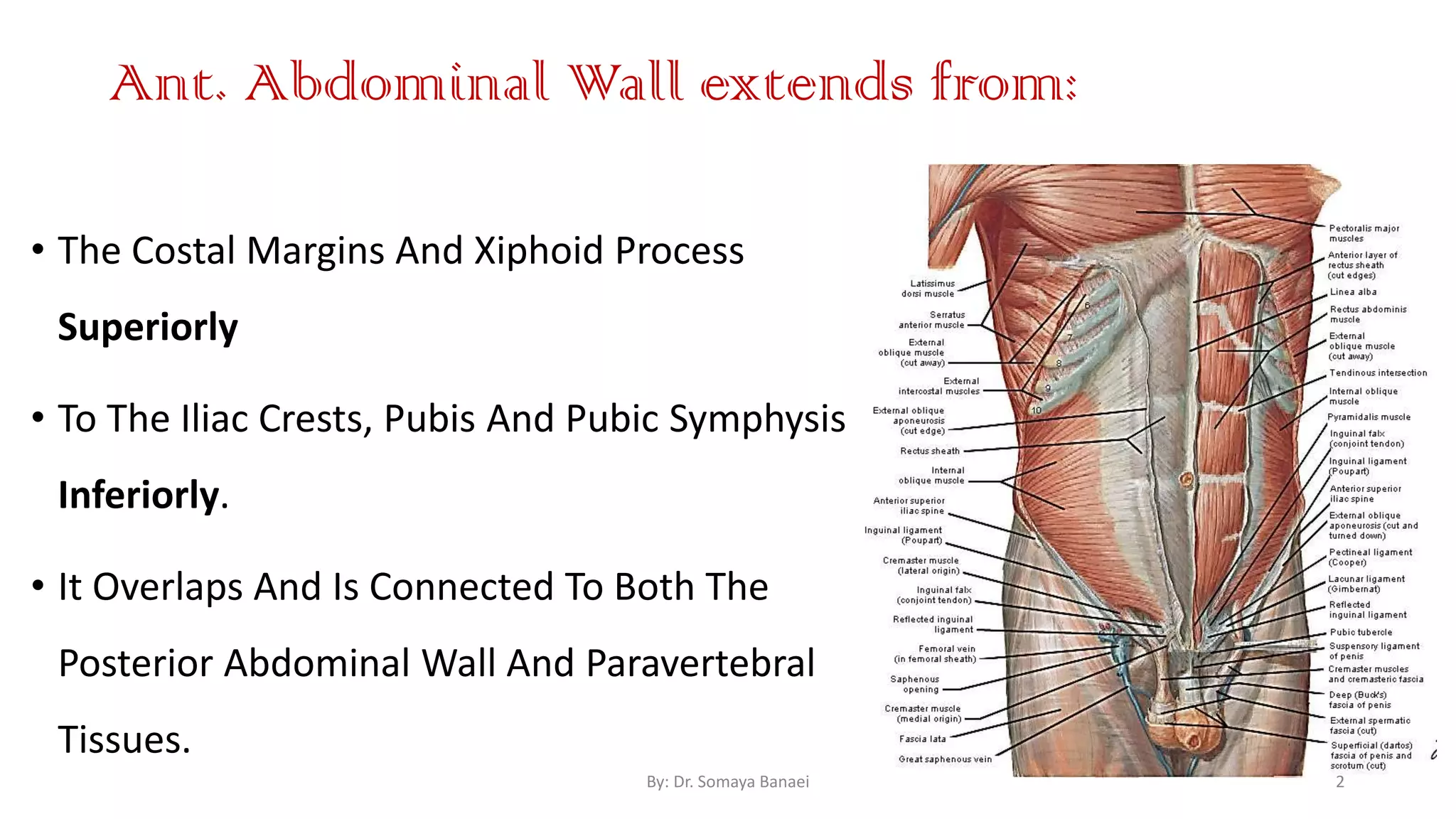 Surgical Anatomy Of Anterior Abdominal Wall Anatomy Abdominal Free