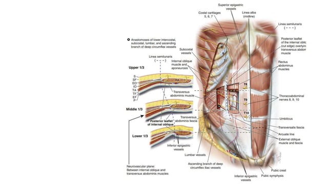 Abdominal wall and hernia By Dr Yousef Shehada.pptx