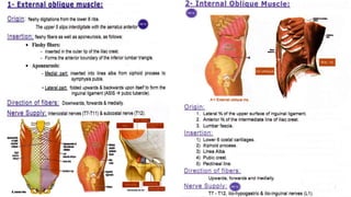 Abdominal wall and hernia By Dr Yousef Shehada.pptx