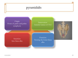 Pyramidils Muscle Abdominal wall and inguinal region anatomy.pptx