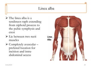 Abdominal wall and inguinal region anatomy.pptx
