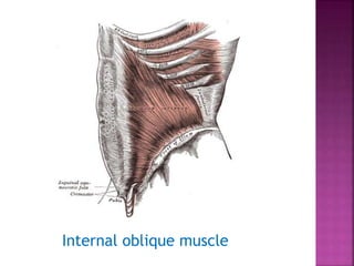 Internal oblique muscle
 